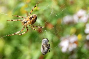 6089328886_2c4d718c49_b