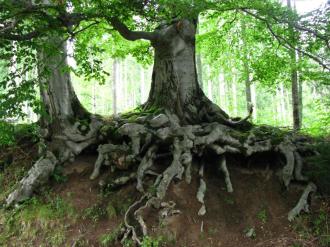 Tree roots intertwine and carry nutrients to all trees in the network.  (img source: fansshare.com: Gracie) 