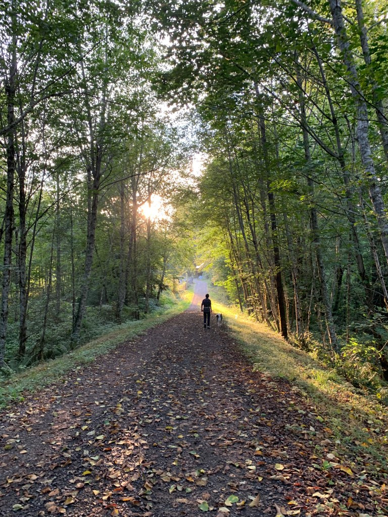 Loki and my husband walking on a forest path. The sunlight is streaming through the trees and the ground is covered in fallen leaves